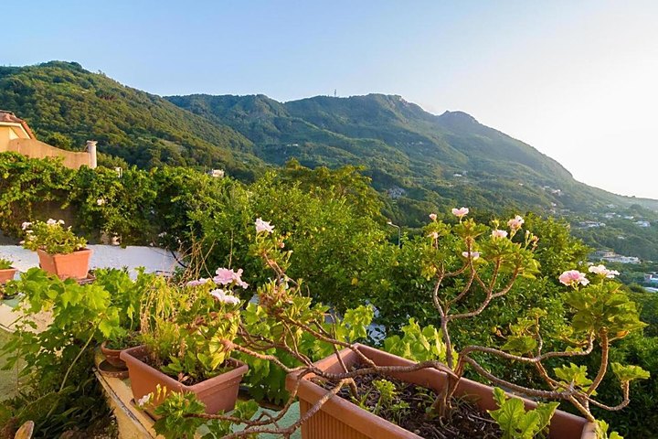Giardino di fiori in vaso con il Monte Epomeo sullo sfondo